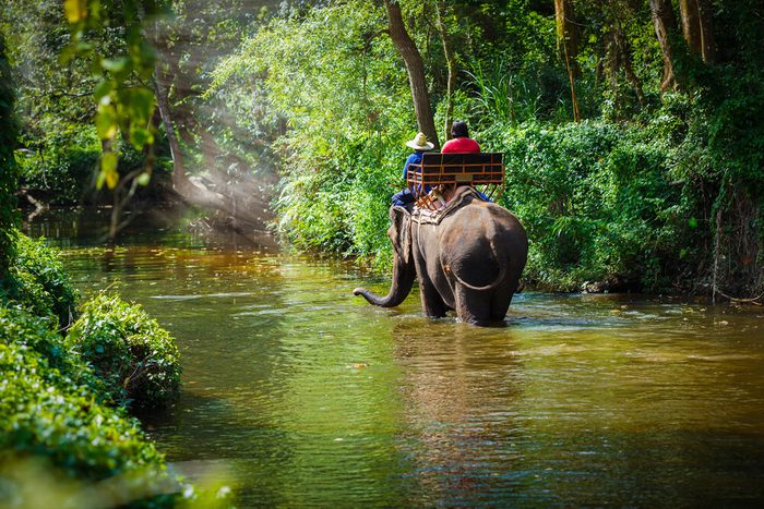 Cuisinez des plats thaïs et mêlez-vous aux éléphants à Chiang Mai