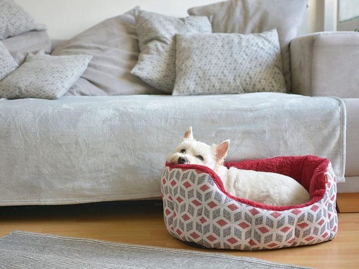 Un chien dans son petit lit devant le divan.