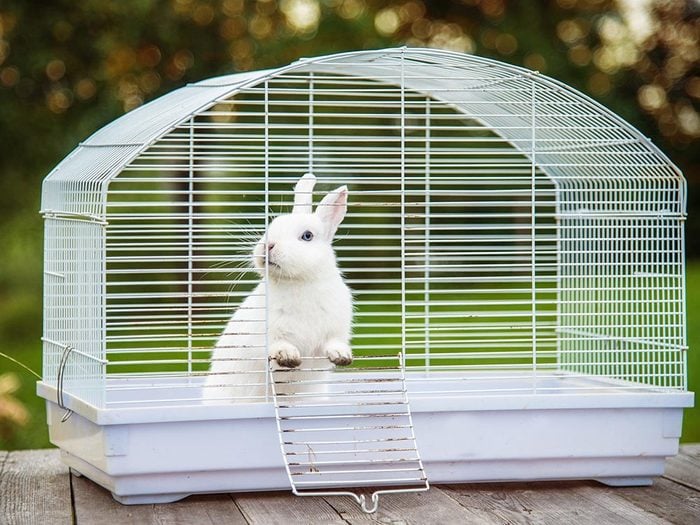 Comment s'occuper d'un lapin: nettoyez sa cage régulièrement.