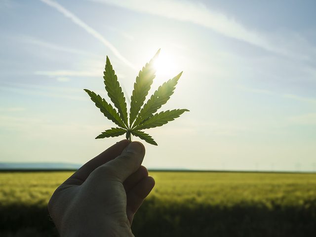 Usage mdical du cannabis: les choix de varits et les modes de consommation.