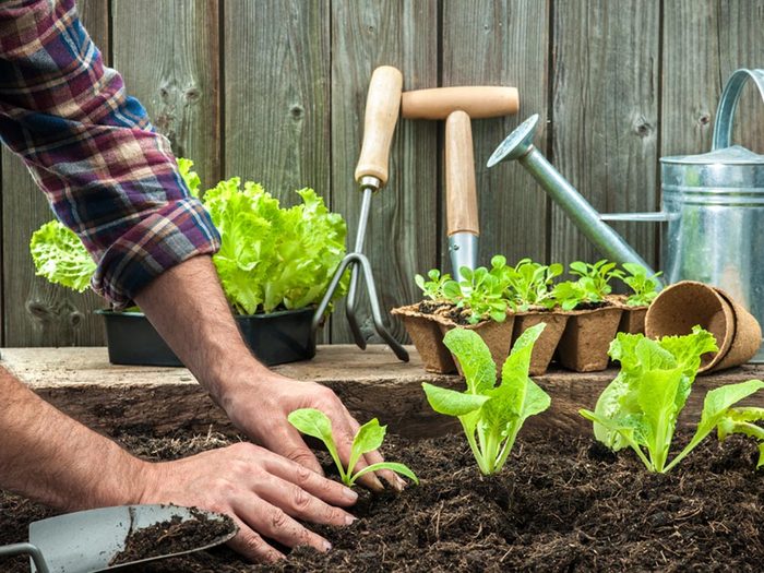 Activités estivales: cultivez vos propres légumes.