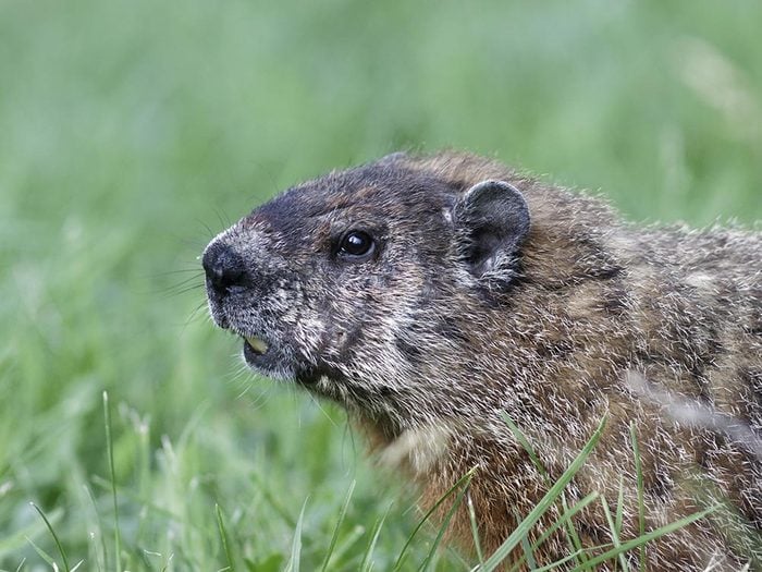 Animaux près des routes: la marmotte grignote parfois sur le bord des autoroutes.