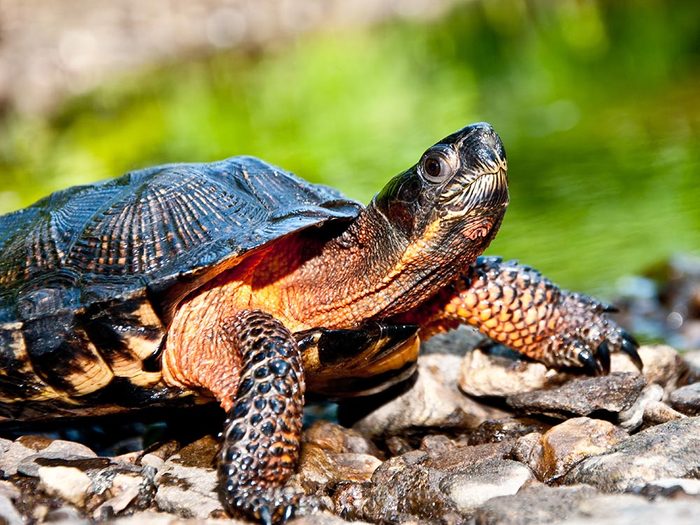 Animaux près des routes: ne soyez pas surpris de voir une tortue.