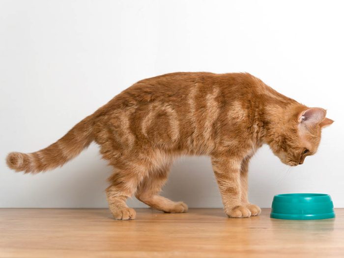 Si votre chat perd l’appétit, il est peut-être malade.