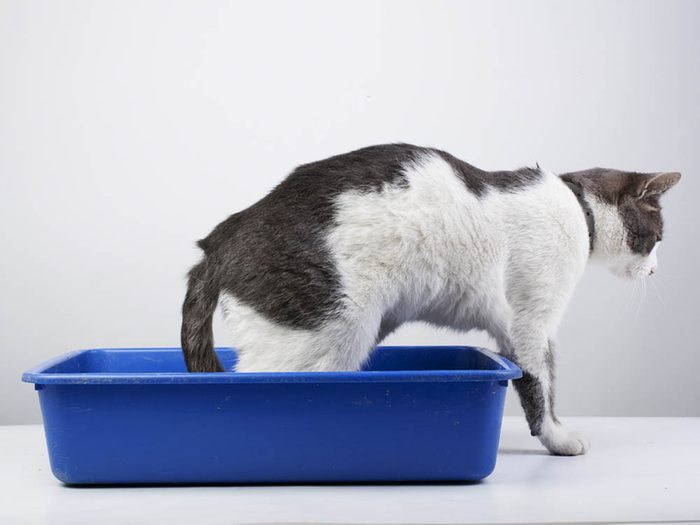 Un chat malade peut utiliser sa litière plus fréquemment.