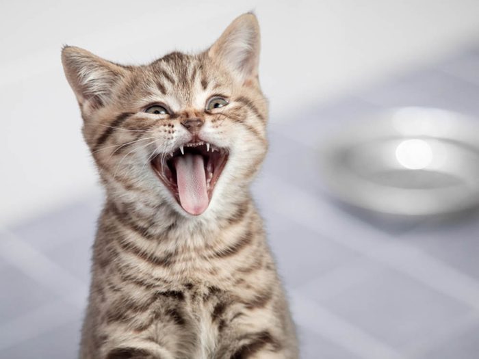 Un chat malade hurle au lieu de miauler.