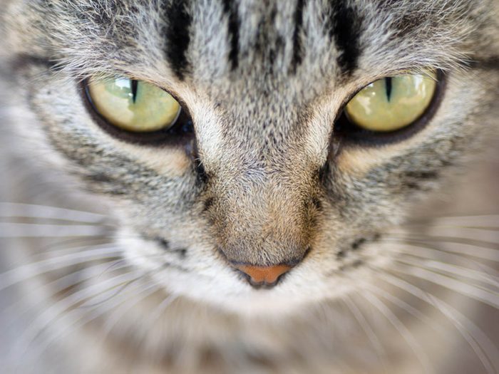 Si votre chat semble malade, il a peut-être des problèmes oculaires.