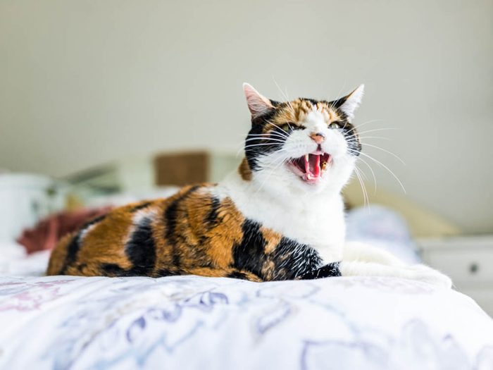 Les signes de déprime chez le chat: crachats et sifflements.