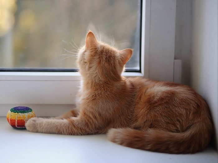 Les signes de déprime chez le chat: il se languit à la fenêtre.