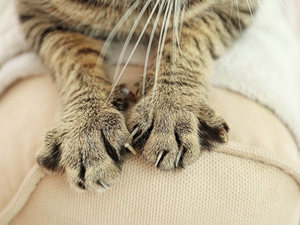 Les signes de déprime chez le chat: des coups de griffes sur votre main.