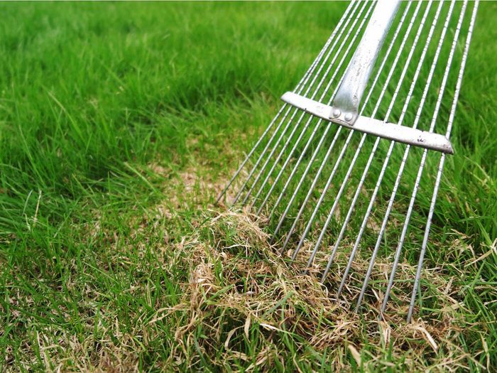 Entretien de la pelouse: n’oubliez pas de déchaumer