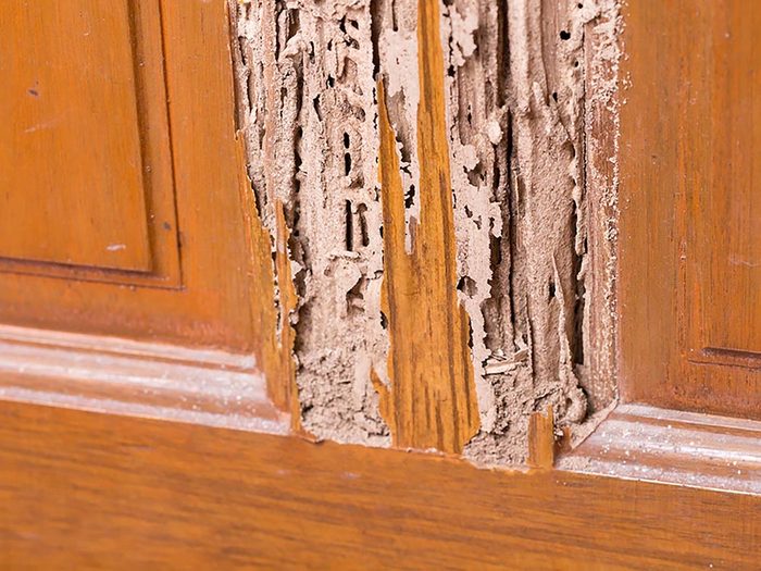 Maison: Du bois mou pourrait trahir la présence de termites.
