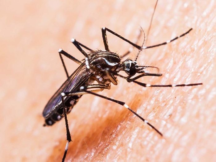 Prenez garde au virus de la dengue, l'une des maladies transmises par des moustiques.
