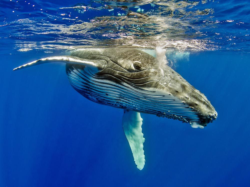 Mystères de la science: les chants des baleines.