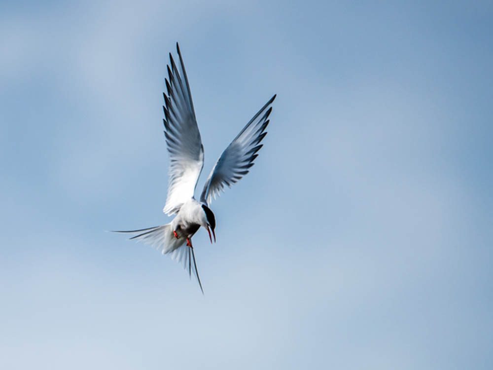 Mystères de la science: la migration des oiseaux.
