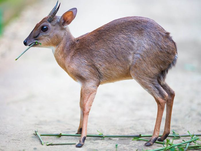 Les plus petits animaux au monde: l’antilope royale.