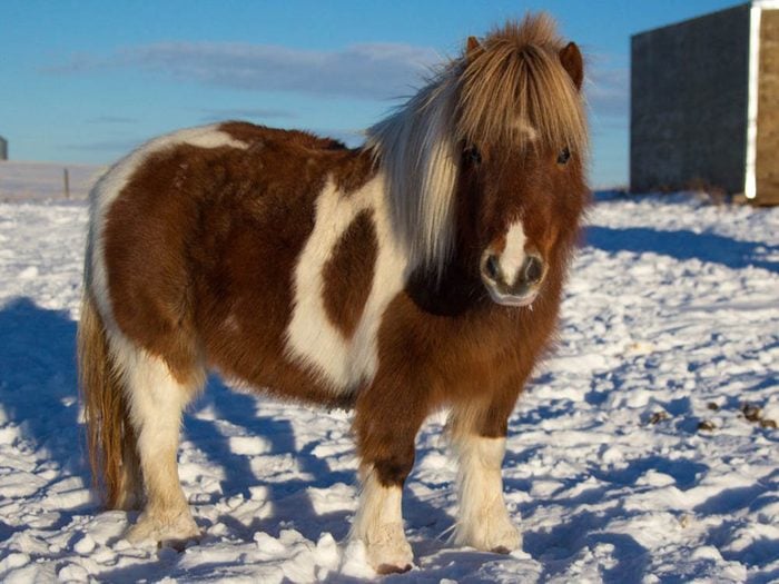 Les plus petits animaux au monde: le cheval miniature.