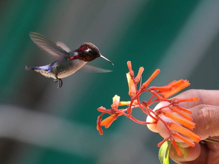 Les plus petits animaux au monde: le colibri d’Elena.