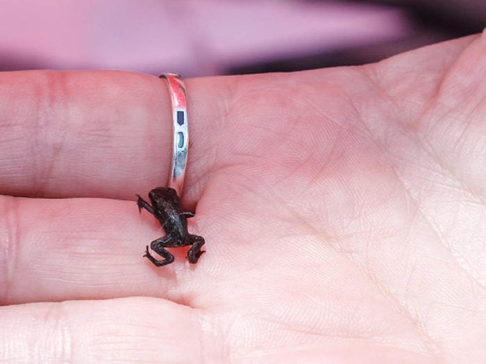 Les plus petits animaux au monde: la grenouille paedophryne amauensis.