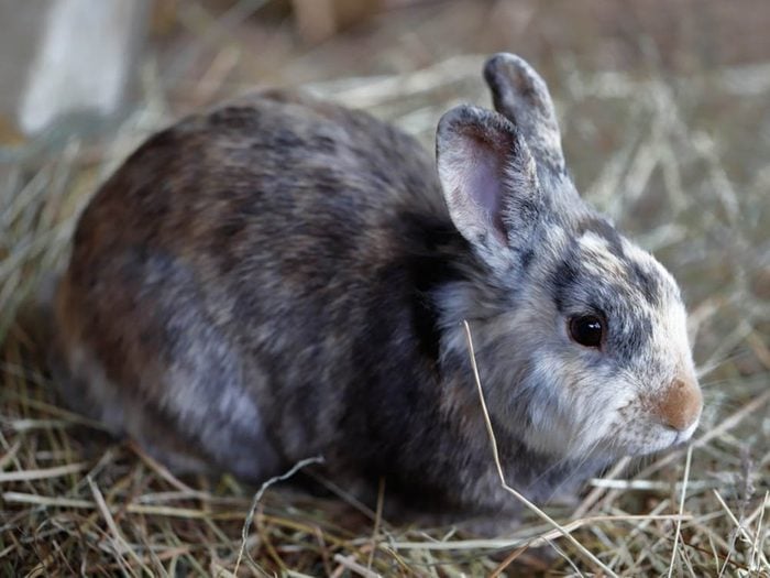 Les plus petits animaux au monde: le lapin pygmée.