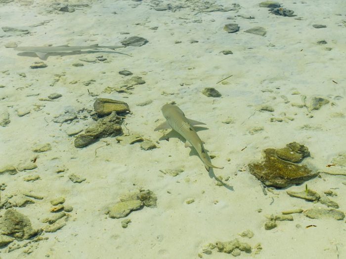 Un requin peut mesurer différente taille selon l'espèce.