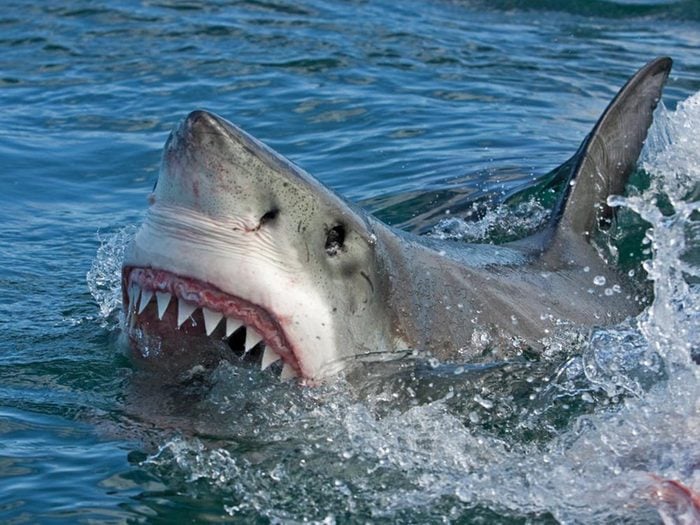 Le requin est plus souvent victime de l'humain que l'inverse.