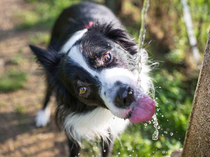 Pour la sécurité de votre chien: donnez lui beaucoup d’eau.