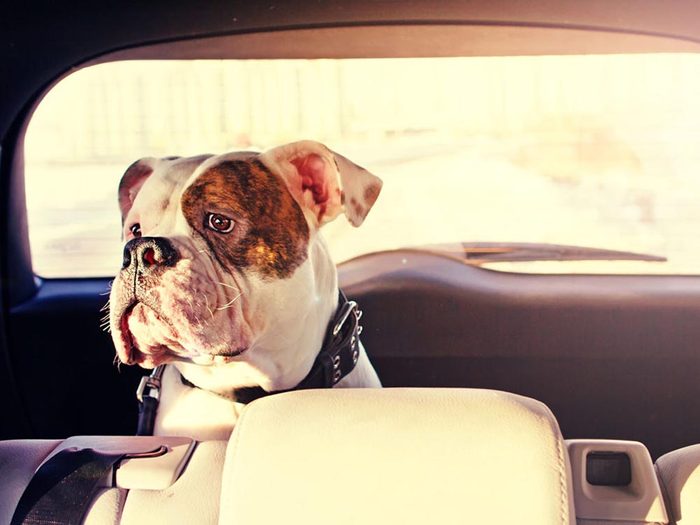 Pour la sécurité de votre chien: ne le laissez pas dans la voiture au soleil.