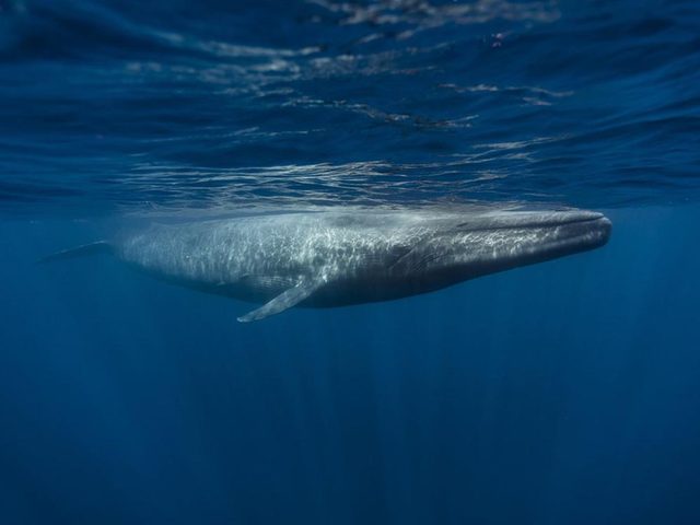 Fait insolite: La langue de la baleine bleue peut peser autant quun lphant.