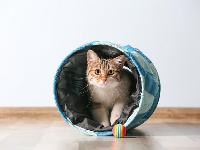 Fait insolite: Des chercheurs ont dj transform un chat vivant en tlphone.