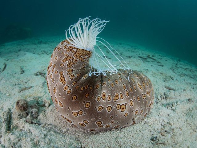 Fait insolite: Les concombres de mer se battent avec leur ventre.