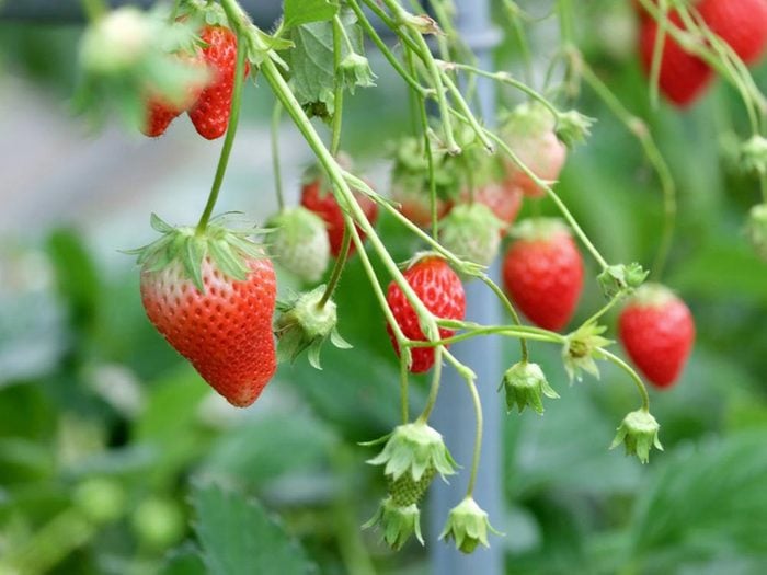 Fait insolite: Les fraises ne sont pas des baies.