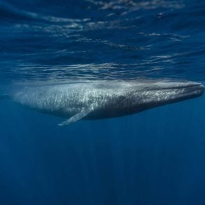 La baleine bleue fait partie des plus gros animaux du monde.