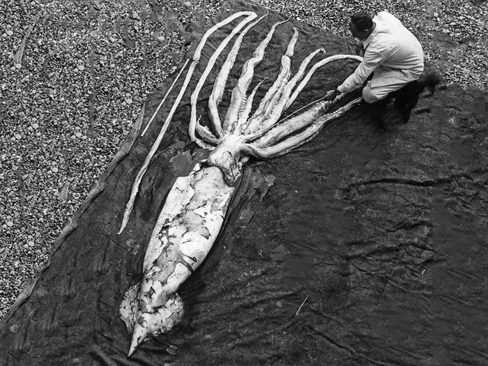 Le calmar géant fait partie des plus gros animaux du monde.