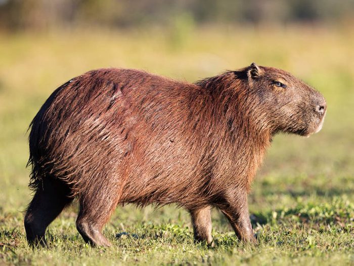 Le capybara (Cabiaï) fait partie des plus gros animaux du monde.