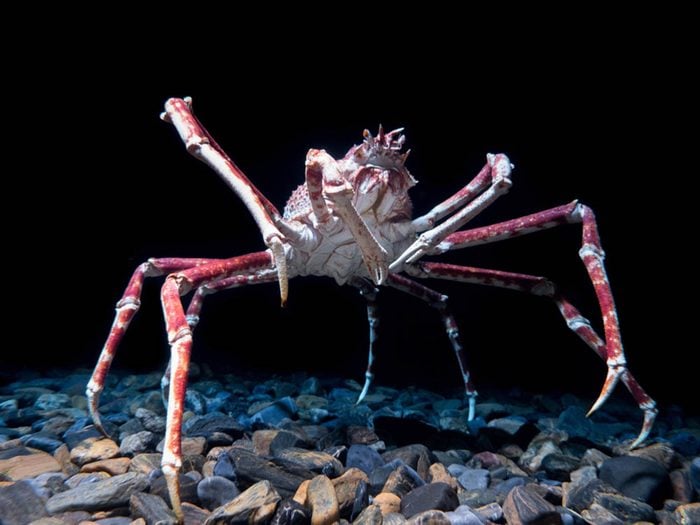 Le crabe-araignée du Japon fait partie des plus gros animaux du monde.