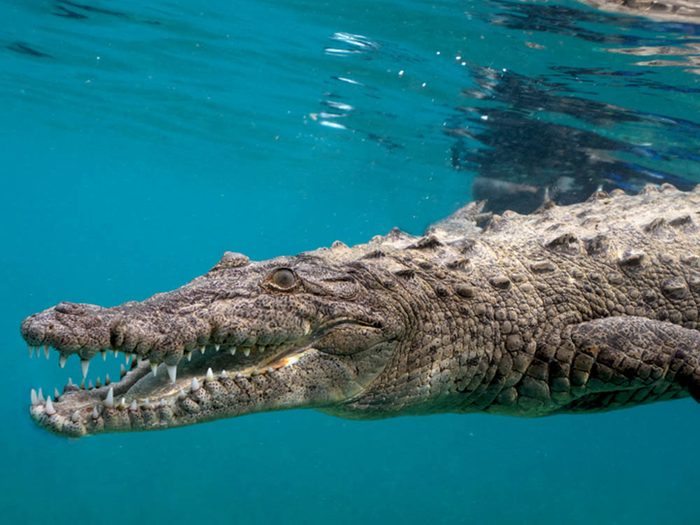 Le crocodile marin fait partie des plus gros animaux du monde.