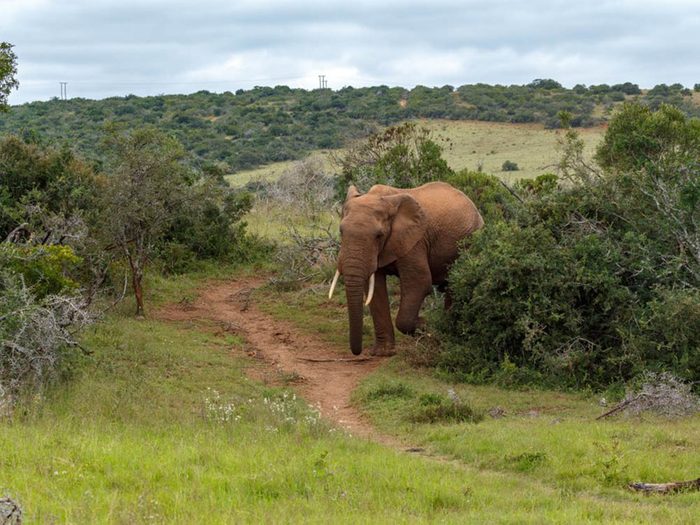 L’éléphant de savane africaine fait partie des plus gros animaux du monde.