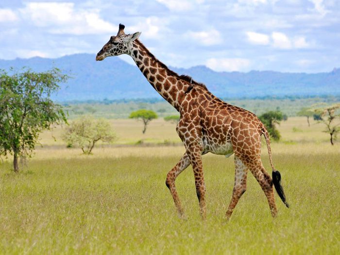 La girafe fait partie des plus gros animaux du monde.