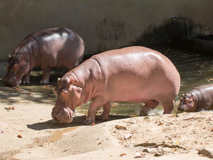 L’hippopotame fait partie des plus gros animaux du monde.