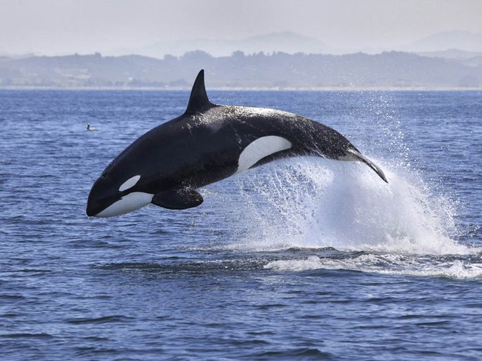 L’orque fait partie des plus gros animaux du monde.