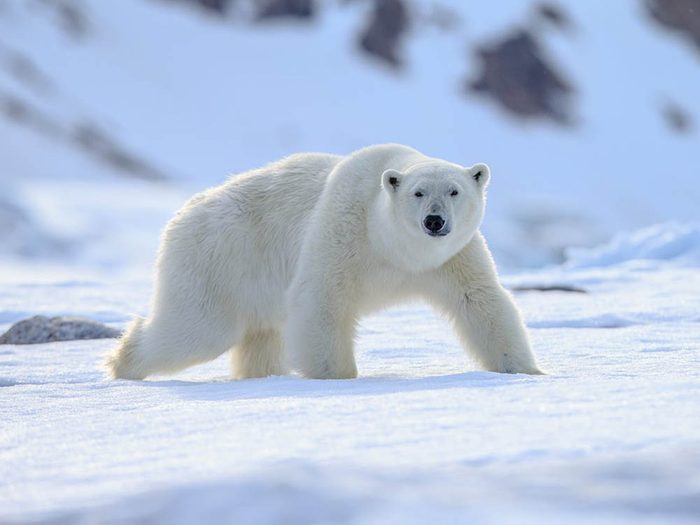 L’ours polaire fait partie des plus gros animaux du monde.