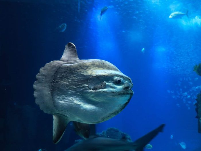 Le poisson-Lune (Môle) fait partie des plus gros animaux du monde.