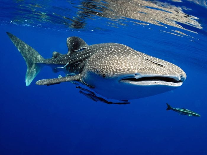 Le requin-baleine fait partie des plus gros animaux du monde.