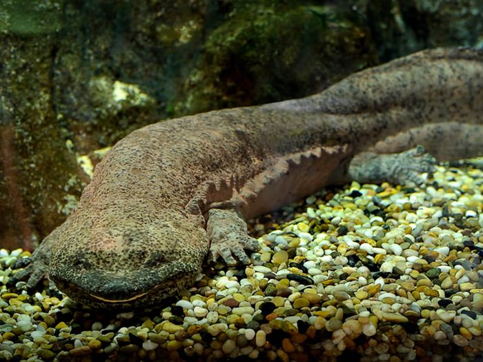 La salamandre géante de Chine fait partie des plus gros animaux du monde.