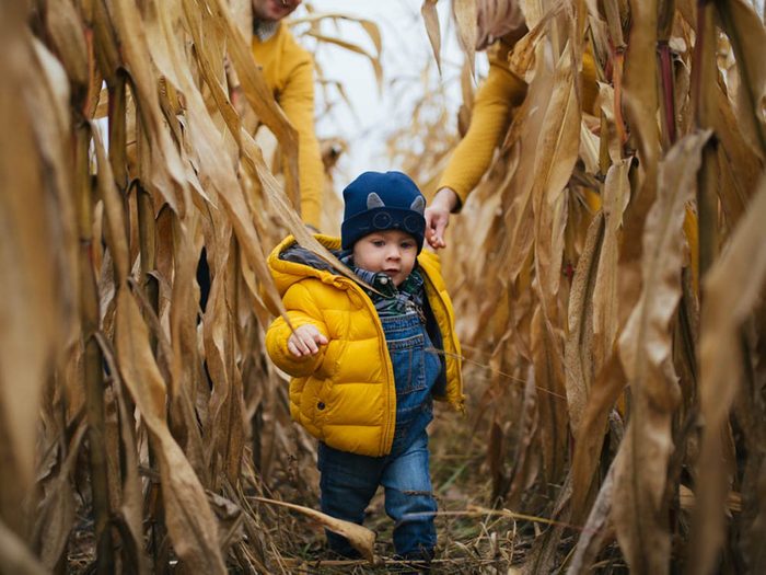 En automne, on s’amuse dans les labyrinthes de maïs