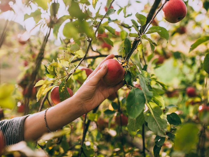En automne, cueillez des pommes vous même!