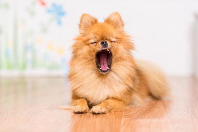 Dcoder les signes de votre chien en colre: il bille.