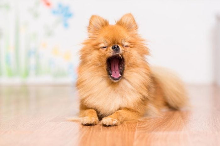 Décoder les signes de votre chien en colère: il bâille.