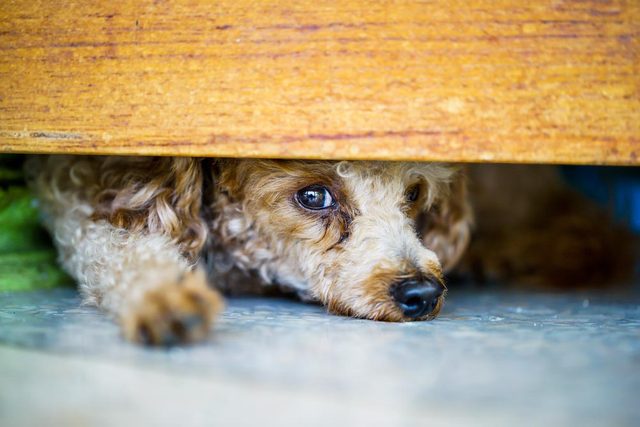 Dcoder les signes de votre chien en colre: il se cache sous le canap.